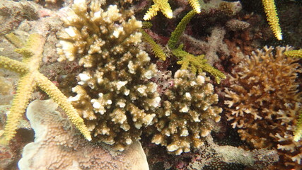 coral reef area at Tioman island, Malaysia