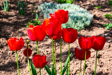 Close-up beautiful Red Tulip with a bush of sesame.