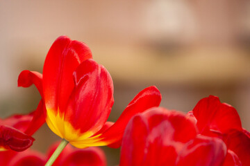 Close-up beautiful Red Tulip with space above.