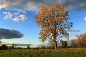 Lonely autumn tree in a field
