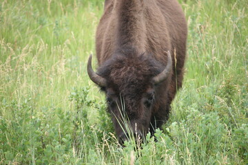 Large Buffalo Facing You Grazing In Field