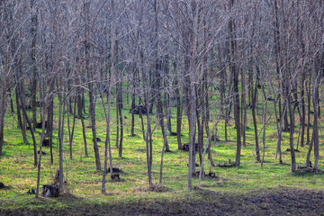 Forest in early spring. Young forest with old tree stems.