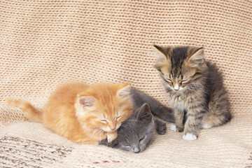 Three Cute tabby kittens on knitted blanket.