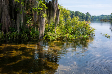 Beautiful and mysterious Wakulla spring state park Florida. Tillansia Spanish Moss, The filming location "Tazan"