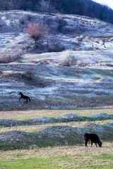 A horse and a cow graze on the hill. First snow in the Carpathians.