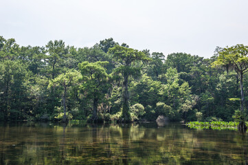 Beautiful and mysterious Wakulla spring state park Florida. Tillansia Spanish Moss, The filming location 