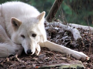 arctic wolf canis lupus arctos