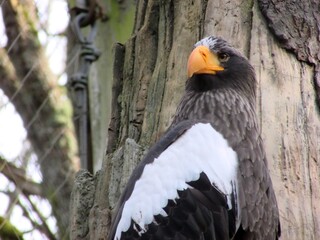 white tailed eagle