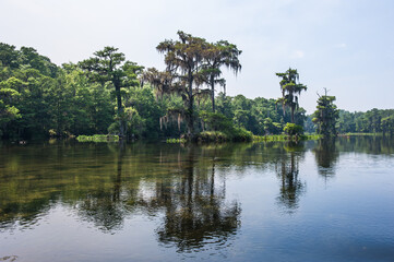 Obraz premium Beautiful and mysterious Wakulla spring state park Florida. Tillansia Spanish Moss, The filming location 