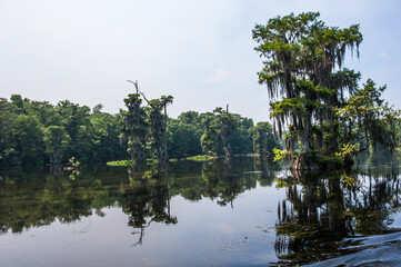 Obraz premium Beautiful and mysterious Wakulla spring state park Florida. Tillansia Spanish Moss, The filming location 