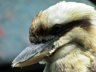portrait of a kookaburra