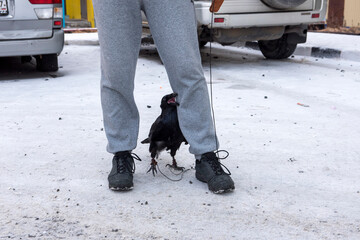 Man walks with his pet raven