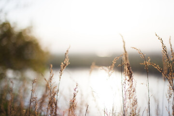 grass in the morning