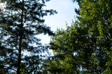 Photo woods summer forest landscape background
