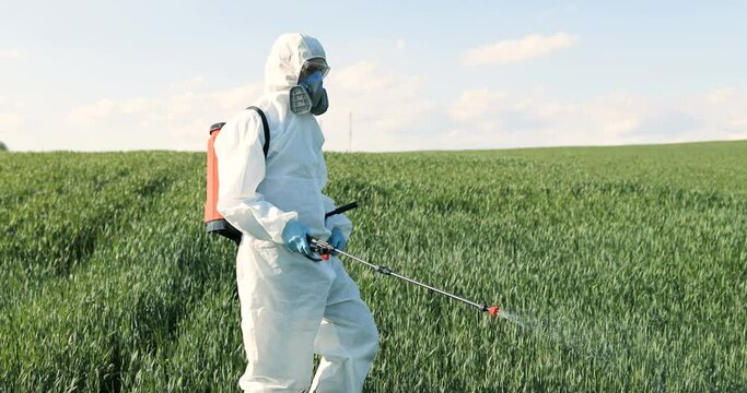Male farmer in white protective clothes, gloves, mask and goggles walking the green field and spraying pesticides with pulverizator. Man fumigating harvest with chemicals. Fertilizer concept.