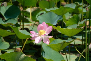 Wild pond with lotuses in the middle of residential buildings, in the suburbs of Almaty