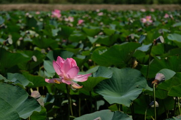 Obraz premium Wild pond with lotuses in the middle of residential buildings, in the suburbs of Almaty