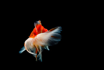 goldfish isolated on a dark black background