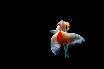 Naklejka premium goldfish isolated on a dark black background. different colorful Carassius auratus in the aquarium