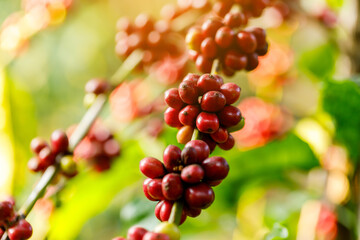 Robusta Coffee beans ripening on tree in North of thailand