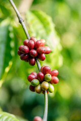 Coffee beans ripening, fresh coffee,red berry branch