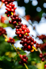 Robusta Coffee beans ripening on tree in North of thailand