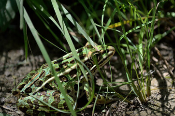 Frog in the wild 