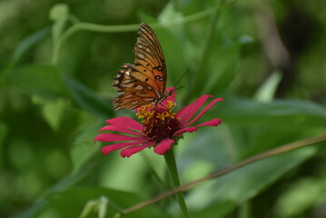 butterfly on flower