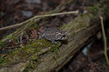 Naklejka premium Toad