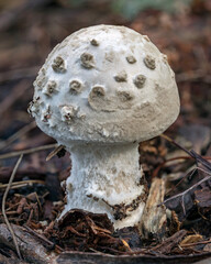 Amanita sp fungus - approx 30mm dia - NSW, Australia