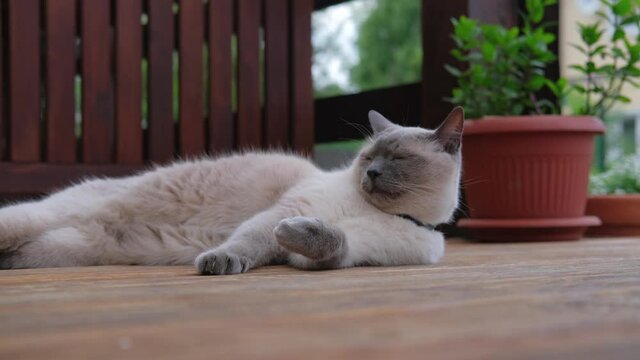 Siamese cat is lying and resting on the wooden floor. High quality 4k footage.