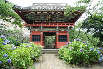 雨引観音　あじさい祭り