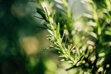 Fresh Rosemary Herb grow outdoor. Rosemary leaves Close-up.