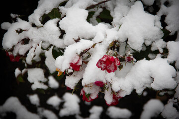  flowers in the garden in the snow