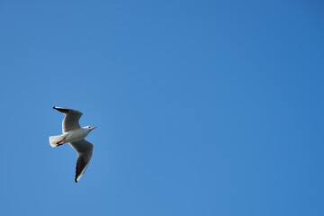 Image of seabirds. Image of seagulls.