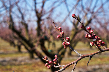 Image of blooming apple trees in the garden.