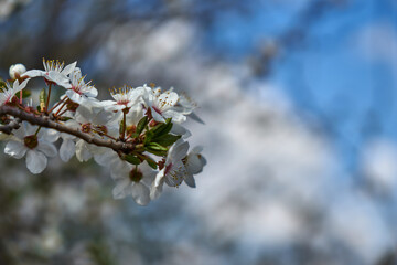 An image of a flowering tree.
