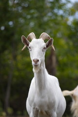 Goat in nature.
Portrait of a white goat on a blurred background.