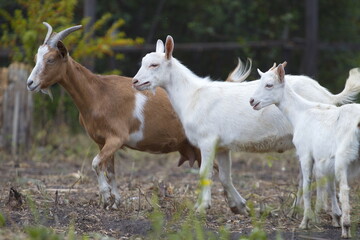 Goats in nature.
Profile portrait of three goats.