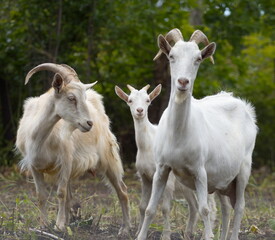 Goats in nature.
Portrait of three goats.