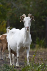 Goat in nature.
Portrait of a white goat on a blurred background.