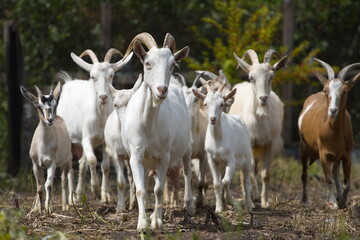 Naklejka na ściany i meble Goats in nature. A herd of goats - front view.