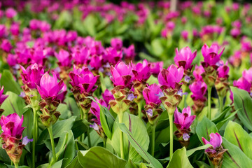 siam tulip flower or Patumma in garden