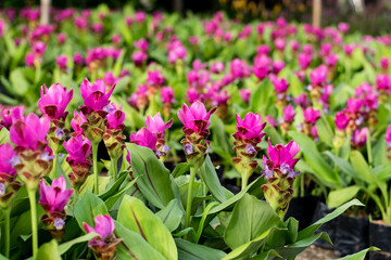 siam tulip flower or Patumma in garden