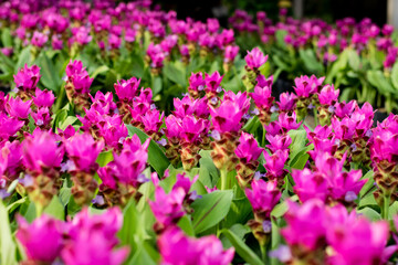 Fototapeta premium siam tulip flower or Patumma in garden