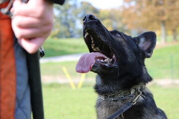 reinrassiger Deutscher Schäferhund Sport Unterordnung Schutzdienst