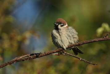 A rare Tree Sparrow, Passer montanus, perching on a thorny bramble twig in the hedgerow in the UK.