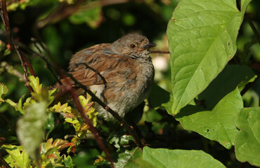 A cute Dunnock or Hedge Sparrow, Prunella modularis, sitting in a bush enjoying the early morning sunshine.
