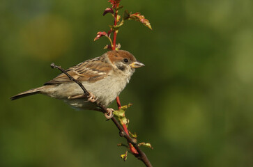 A rare cute baby Tree Sparrow, Passer montanus, perching on a branch of a Hawthorn tree.