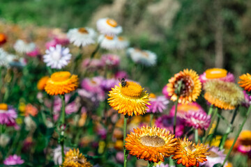 Beautiful Straw flowers